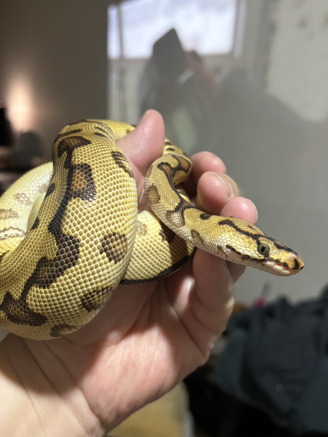 恩琪，Spotnose Enchi Clown 母球蟒的實拍照片