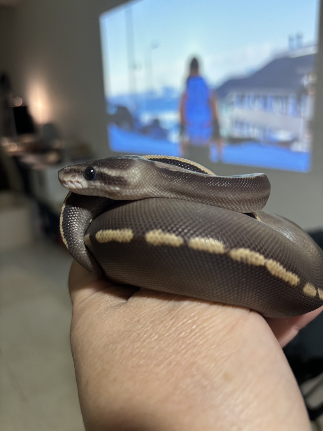 墨墨，Black Pastel GHI Mojave 公球蟒的實拍照片